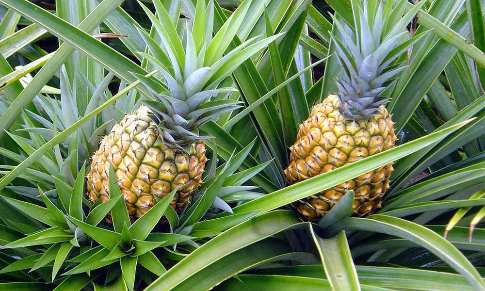 pineapple_fresh_fruit